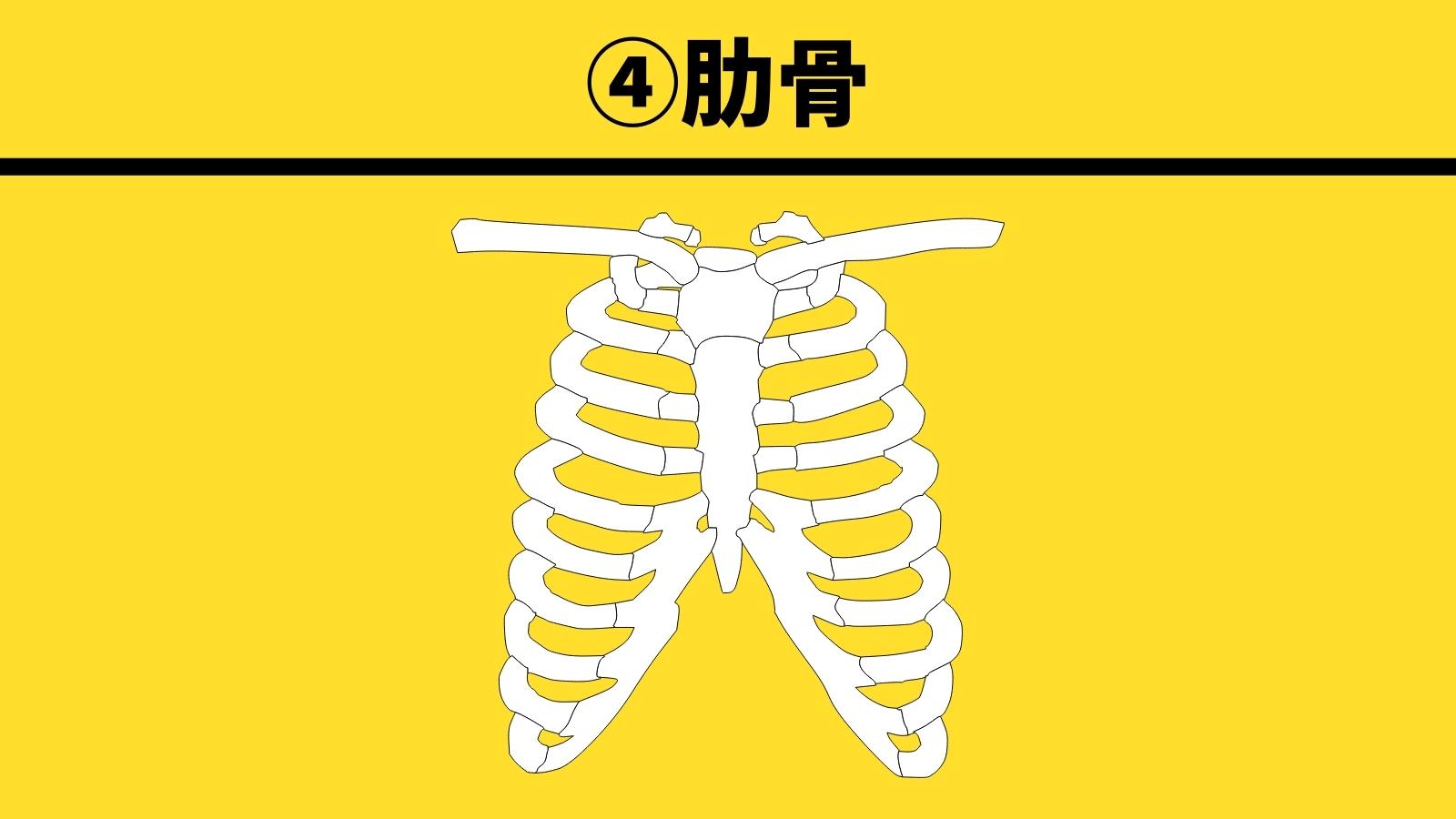 ④：肋骨